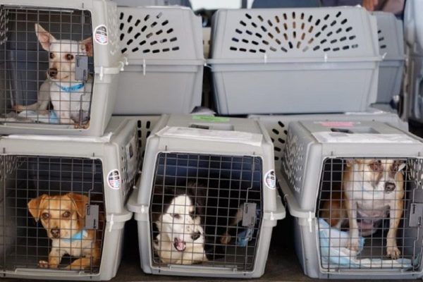 pet-courier-service